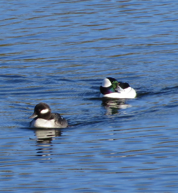 Bufflehead