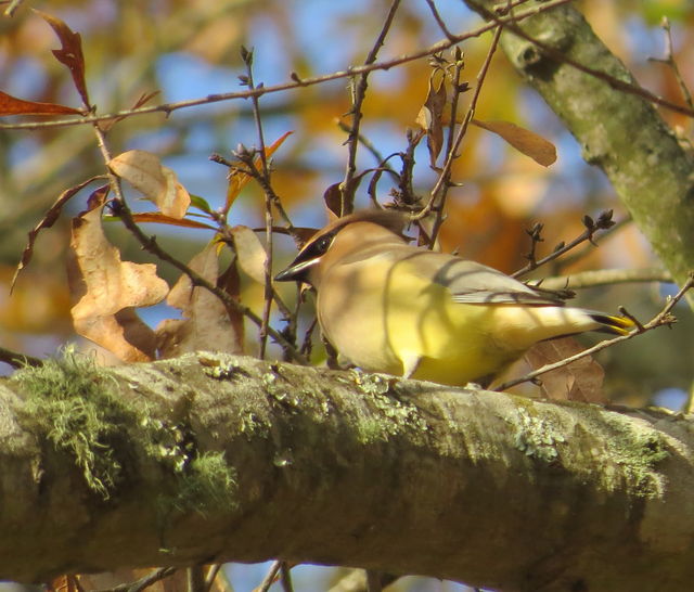 Cedar Waxwing
