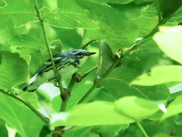 Cerulean Warbler