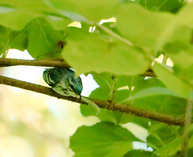 Cerulean Warbler