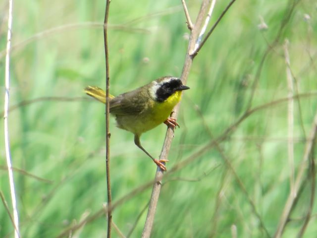 Common Yellowthroats