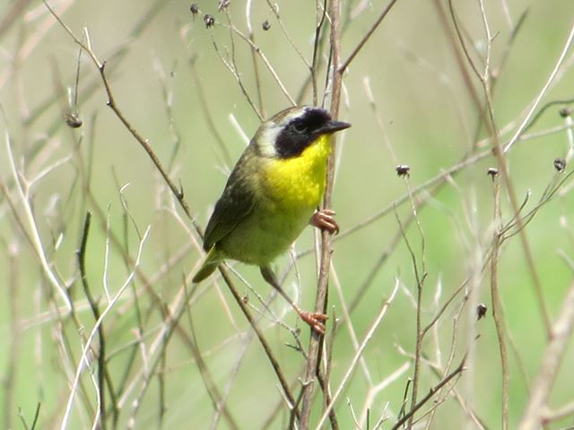 Common Yellowthroats