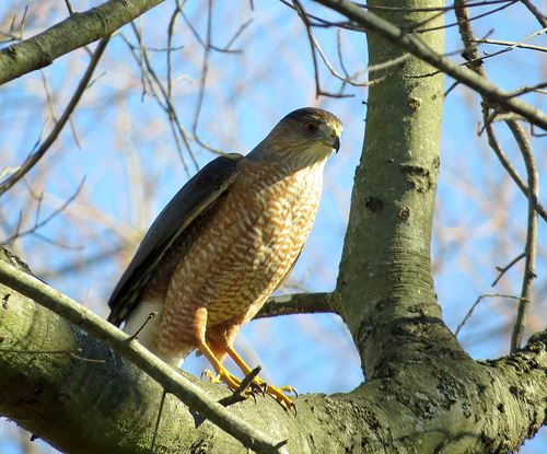 Cooper's Hawk