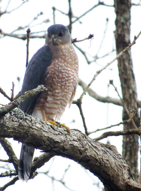 Cooper's Hawk