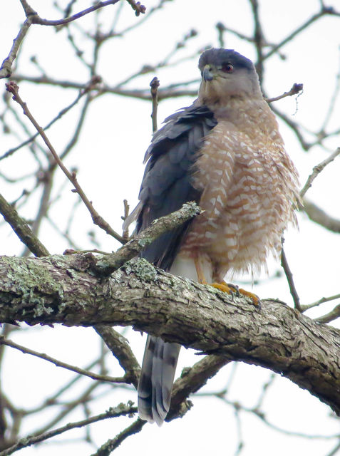 Cooper's Hawk