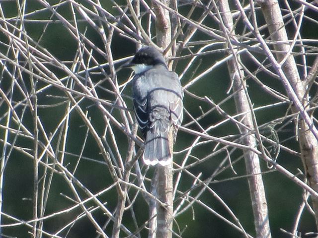 Eastern Kingbirds