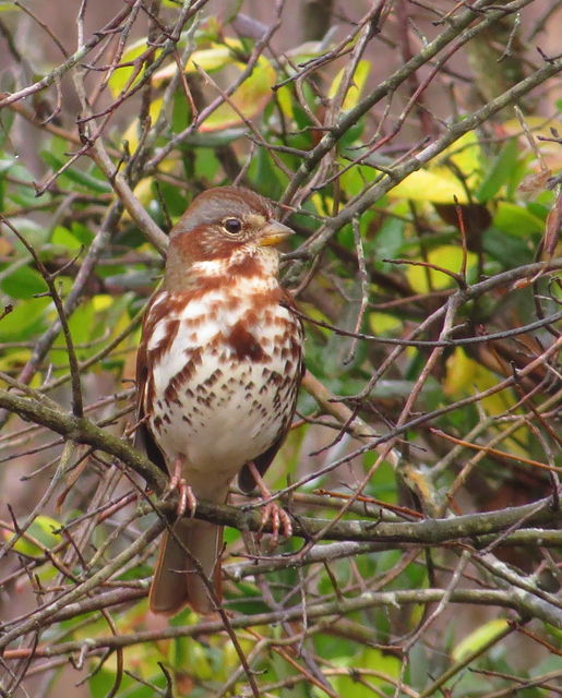 Fox Sparrow