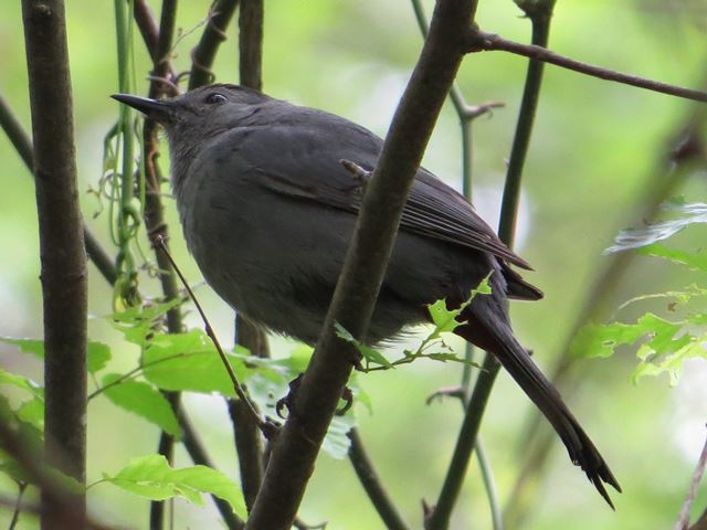 Gray Catbirds