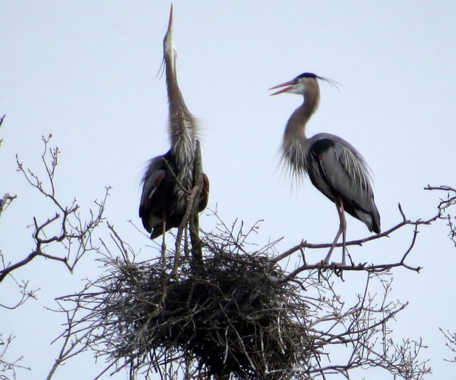 Great Blue Heron