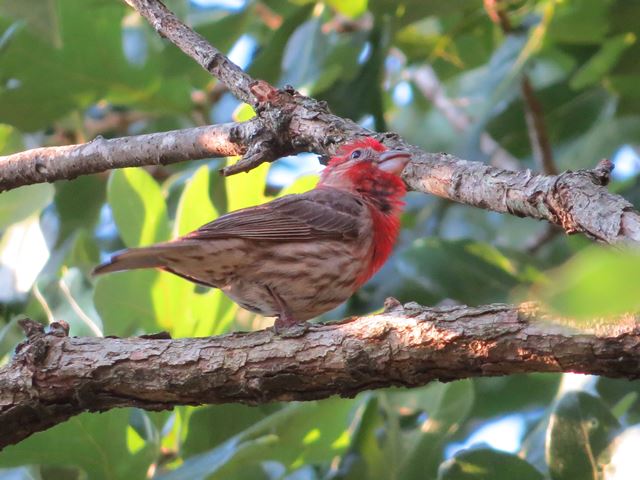 House Finches