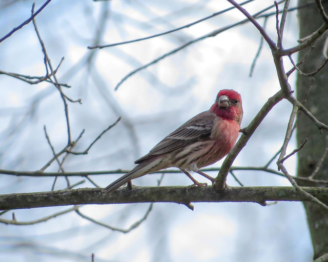 House Finch