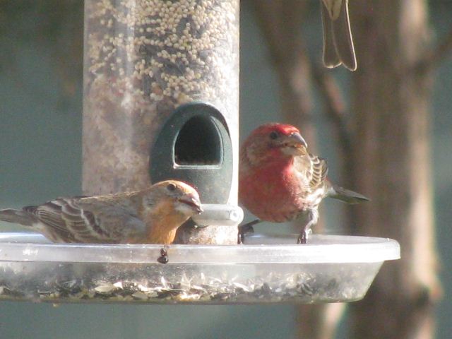 House Finches