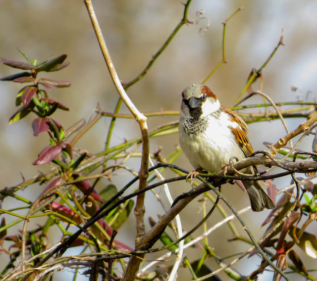 House Sparrow