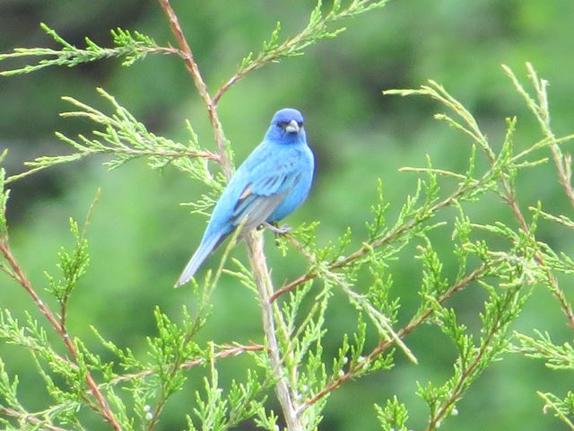 Indigo Buntings