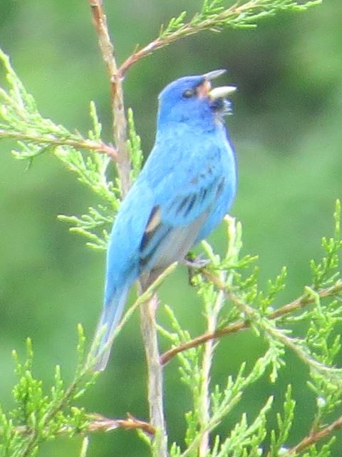 Indigo Buntings
