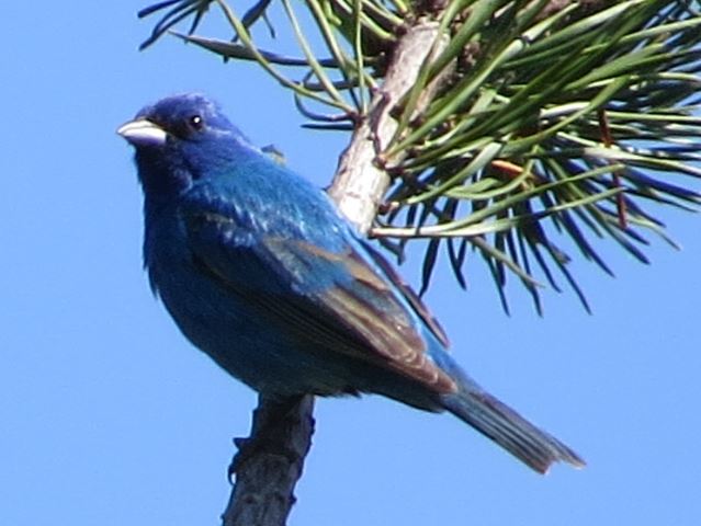 Indigo Buntings