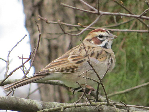 Lark Sparrows