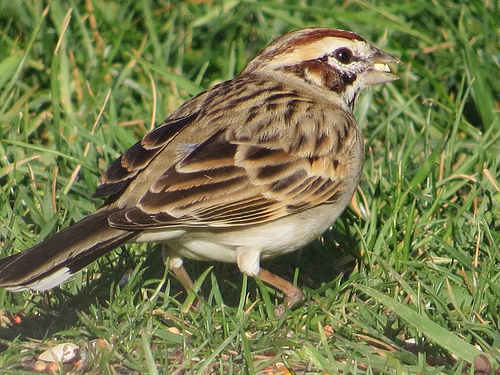 Lark Sparrows