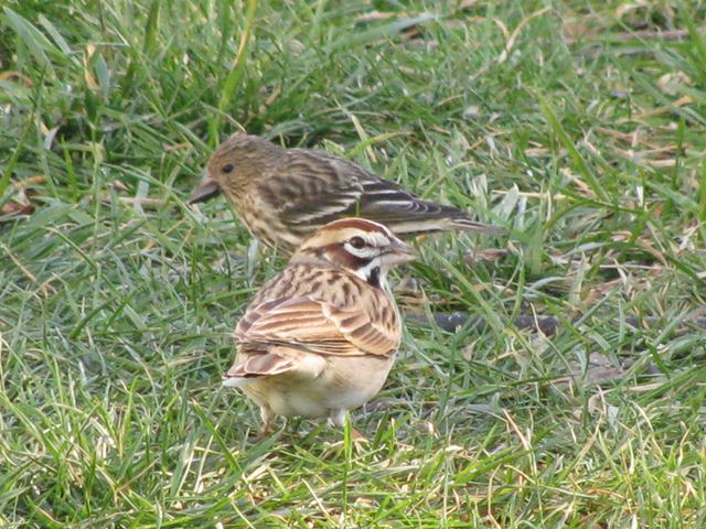 Lark Sparrow