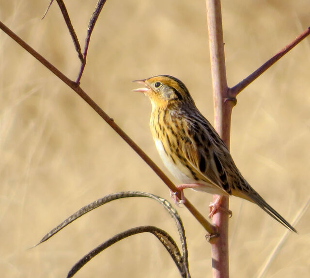 LeConte's Sparrow