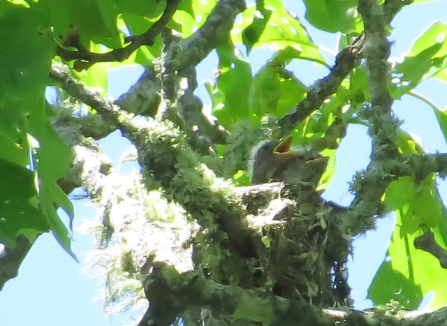 Least Flycatcher