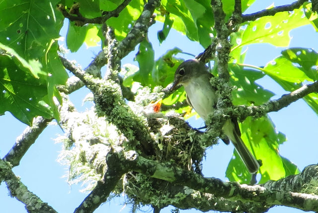 Least Flycatcher