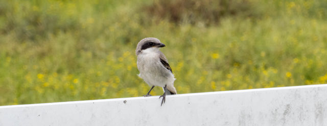 Loggerhead Shrike