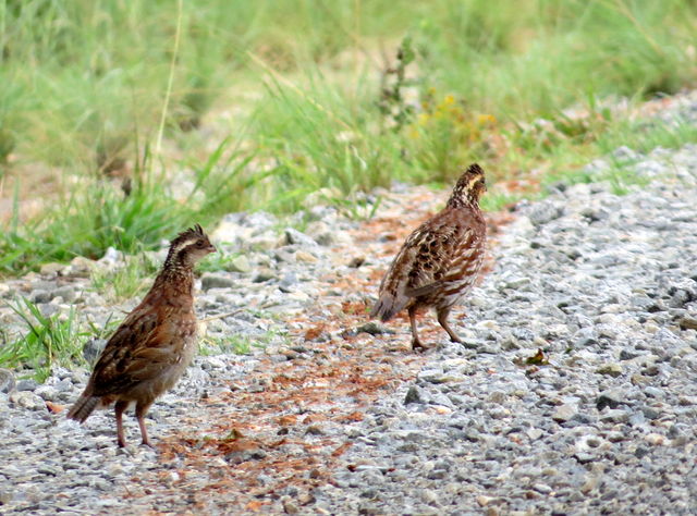 Northern Bobwhite