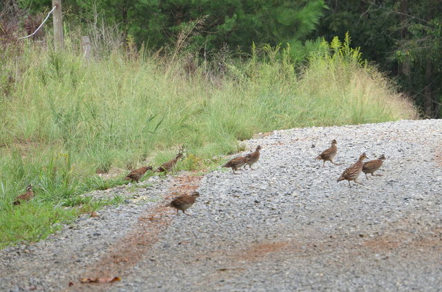 Cowans ford birds #7