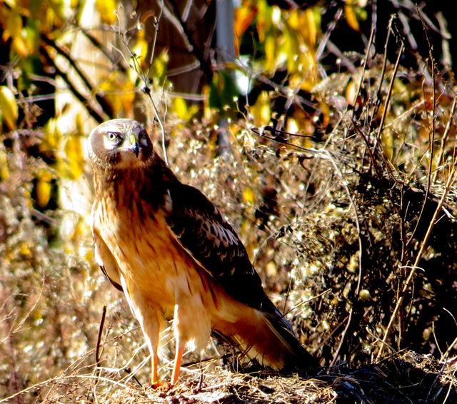 Northern Harrier