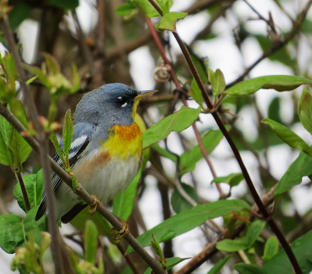 Northern Parula