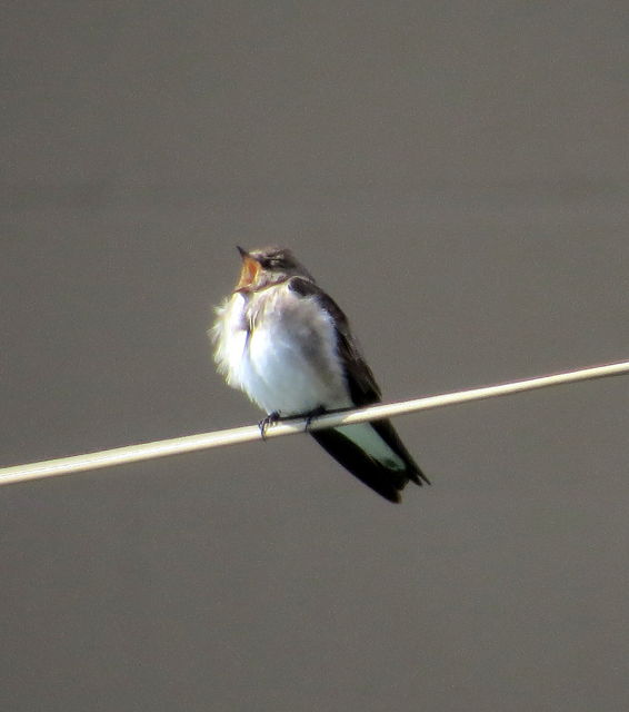 Northern Rough-winged Swallow