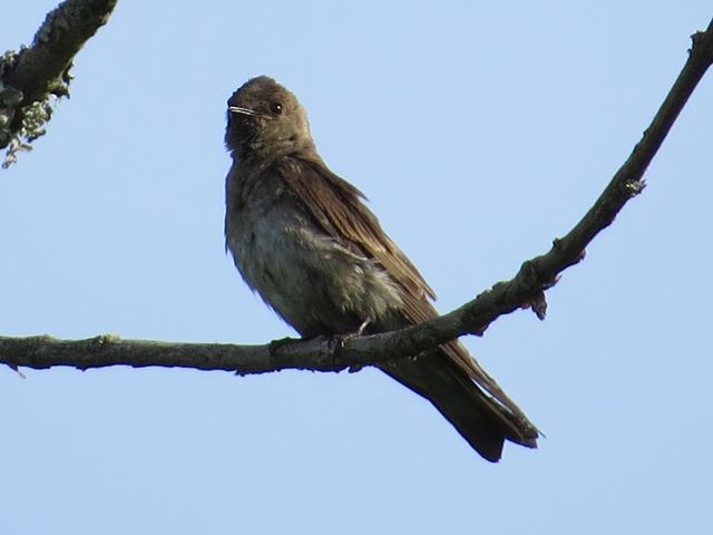Northern Rough-winged Swallows