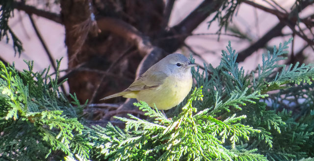 Orange-crowned Warbler