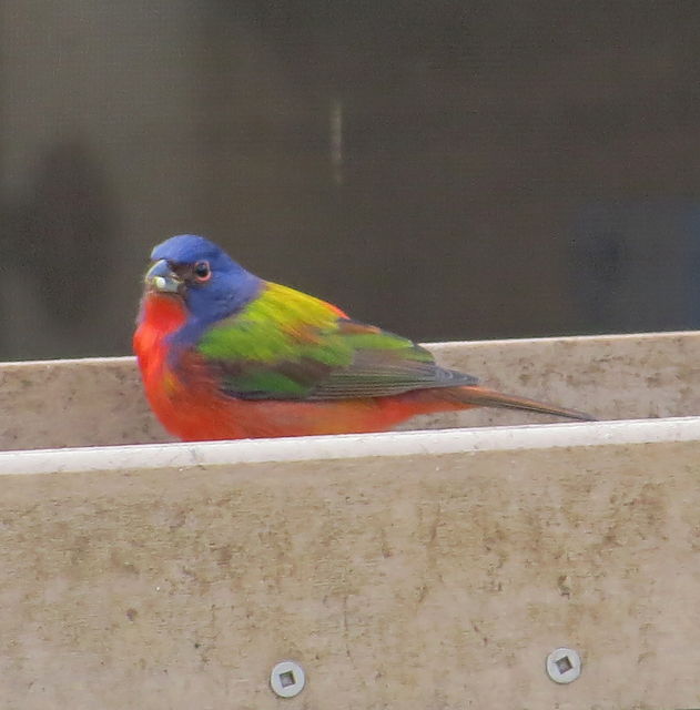 Painted Bunting