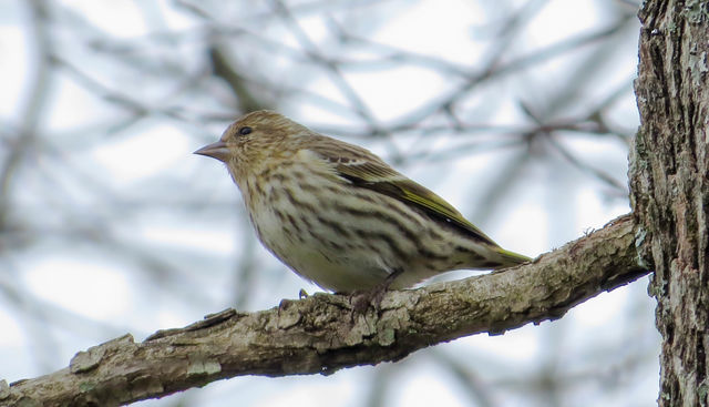 Pine Siskin