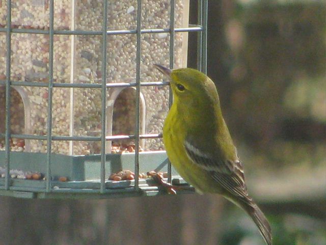 Pine Warbler