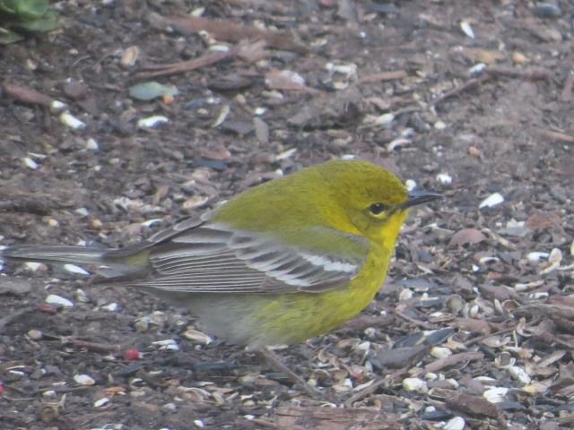 Pine Warblers