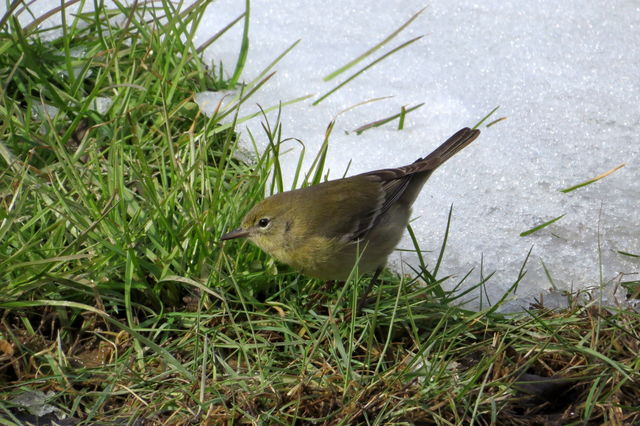 Pine Warbler