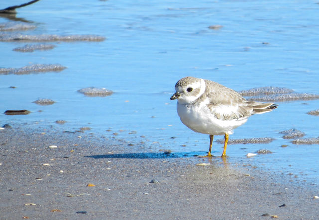 Piping Plover