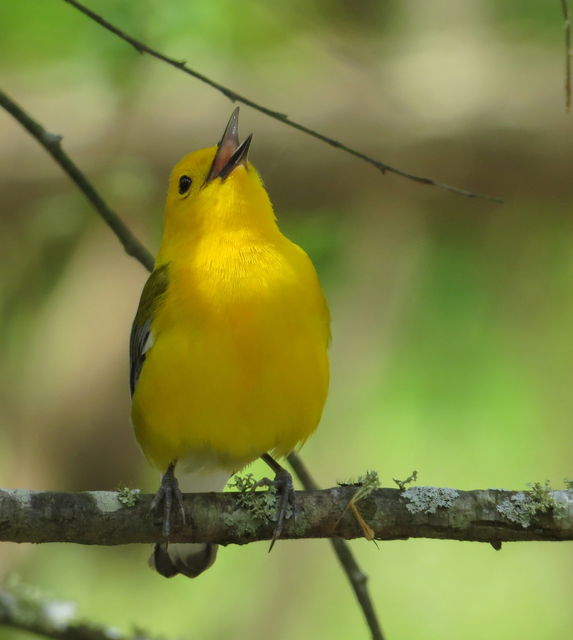 Prothonotary Warbler
