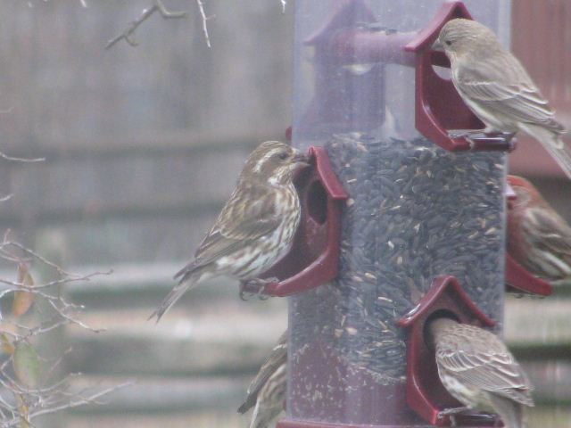 Purple Finch