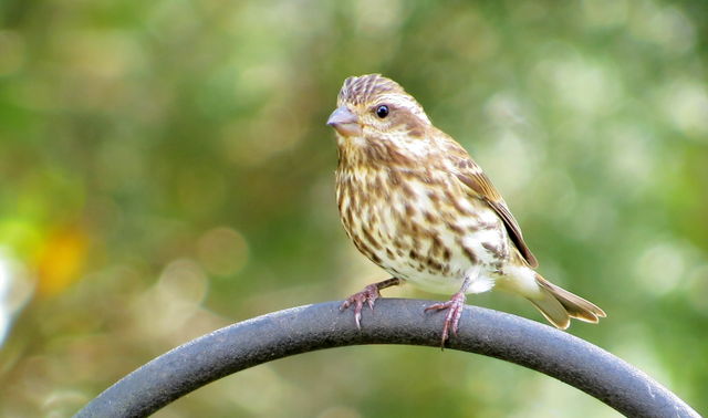 Purple Finch