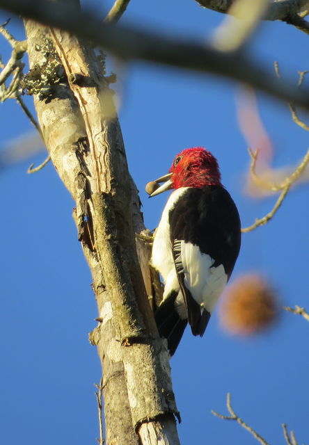 Red-headed Woodpecker