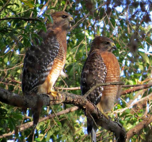 Red-shouldered Hawks