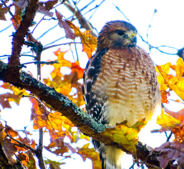 Red-shouldered Hawk