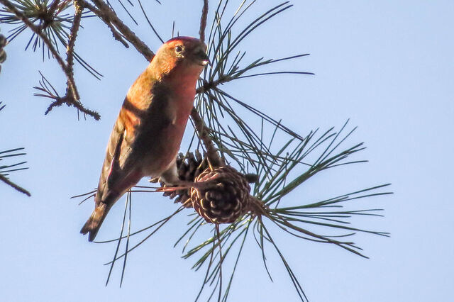 Red Crossbill