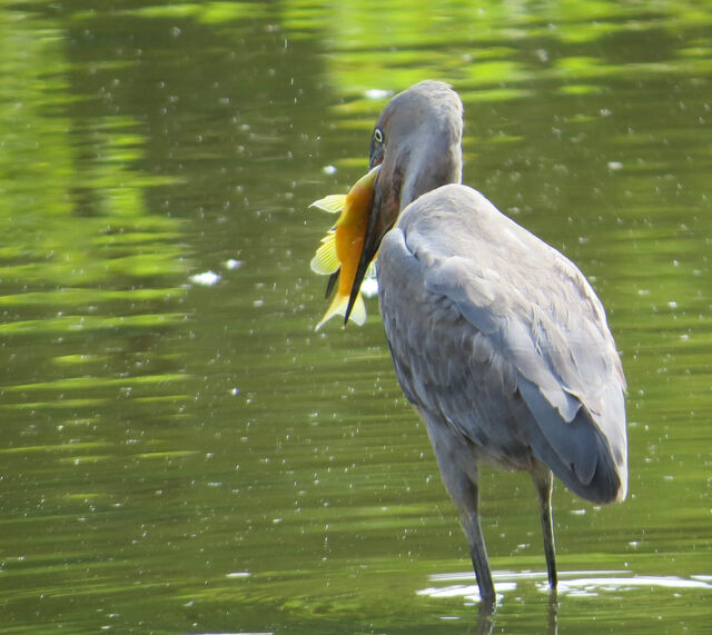 Reddish Egret