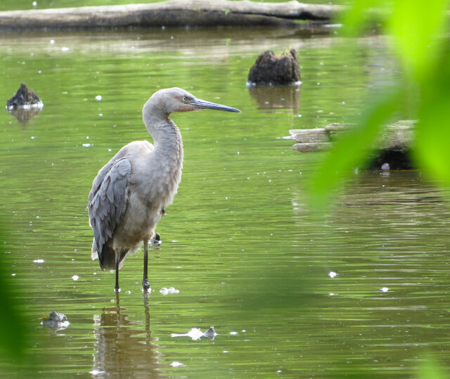 Reddish Egret