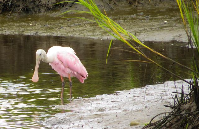 Roseate Spoonbill